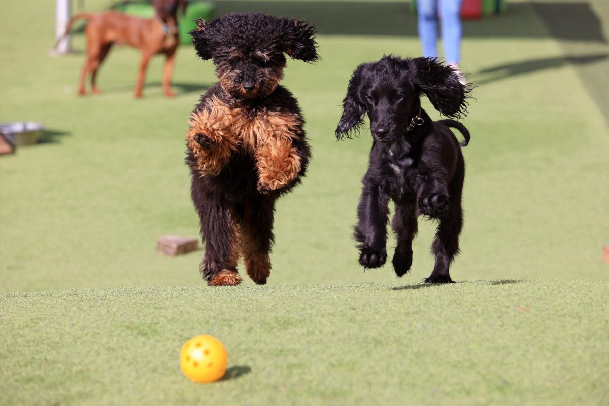 cockapoo and spaniel puppies running