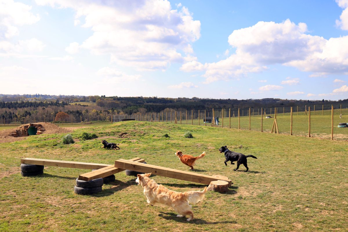 a secure field with dogs let off the lead, playing chase