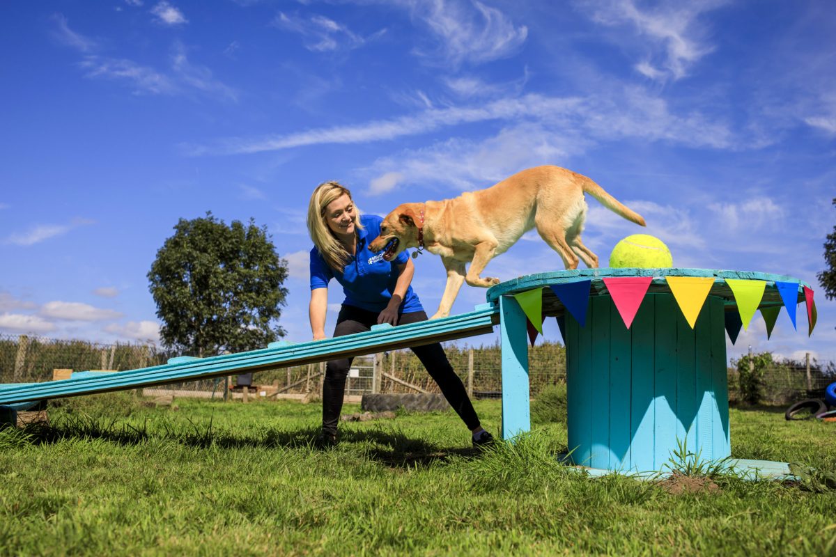 Carer and golden labrador on natural play equipment
