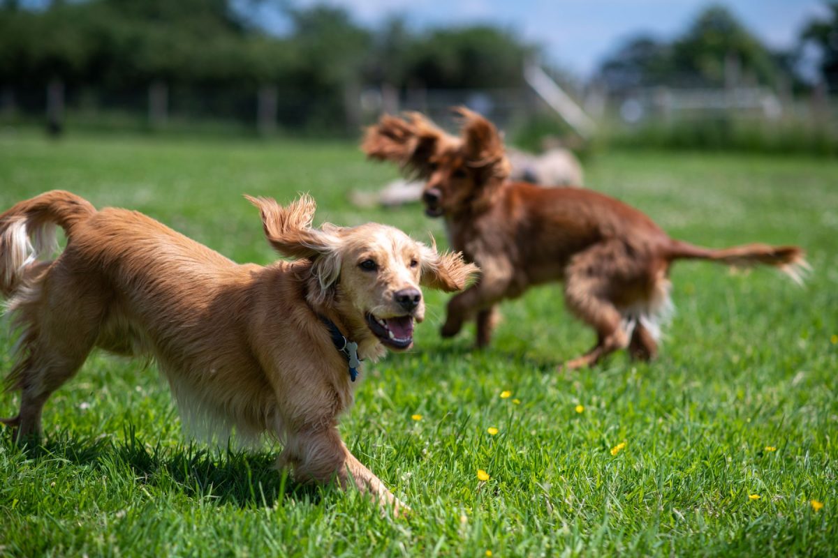 two spaniel dogs running in a green field during dog training at Bruce’s