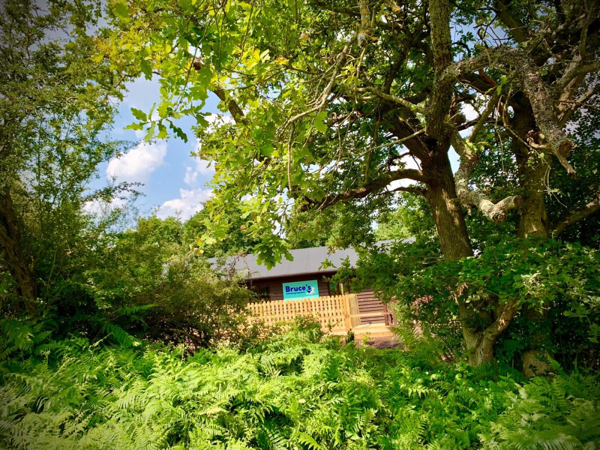 Wellington country park doggy day care view of the centre through the trees