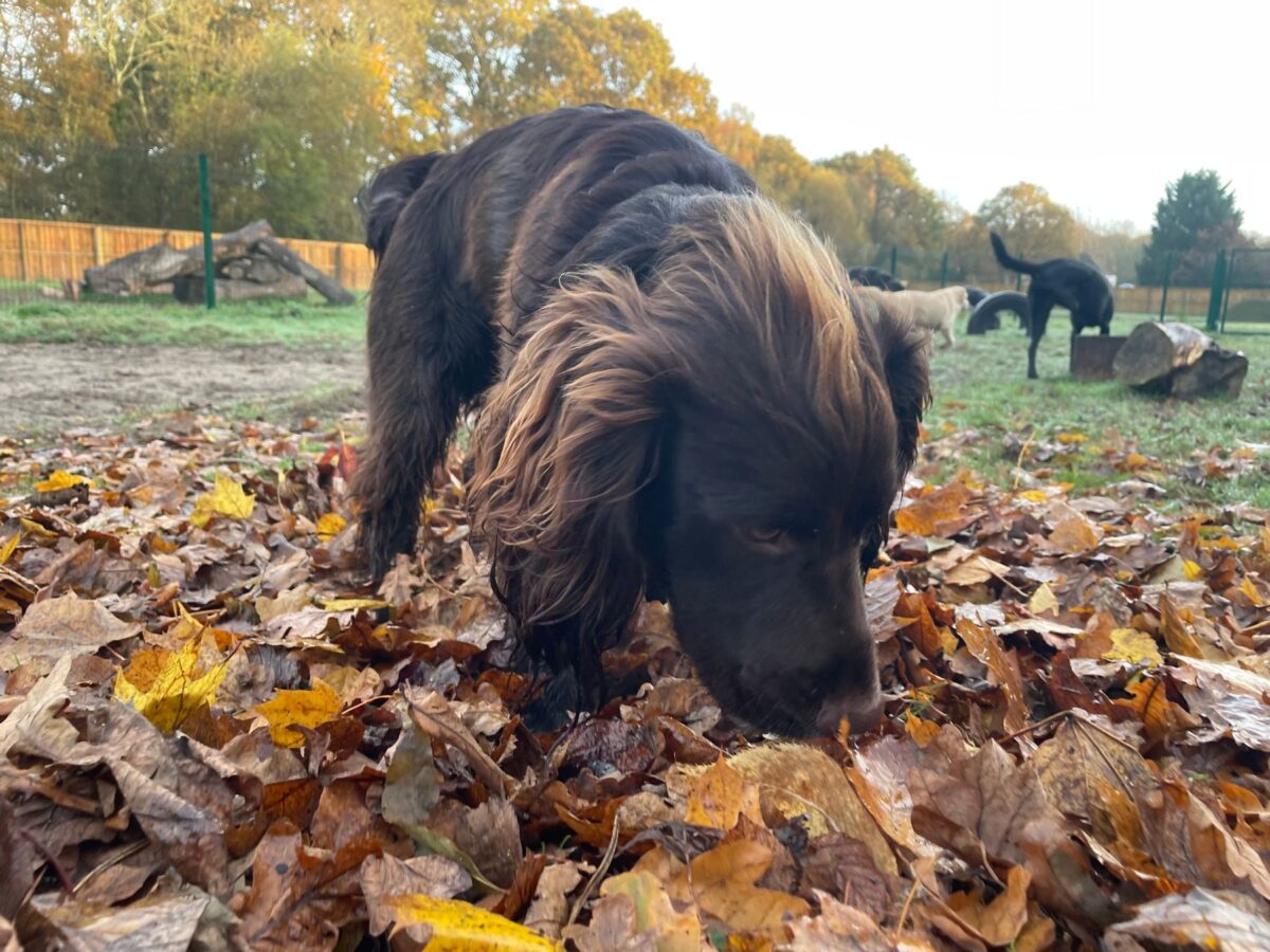 Dog at doggy day care in leaves
