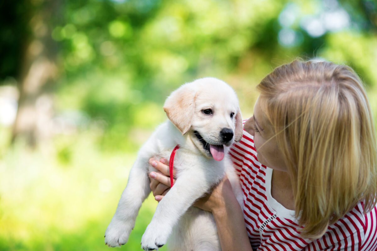 Labrador puppy being held by their owner smiling at them