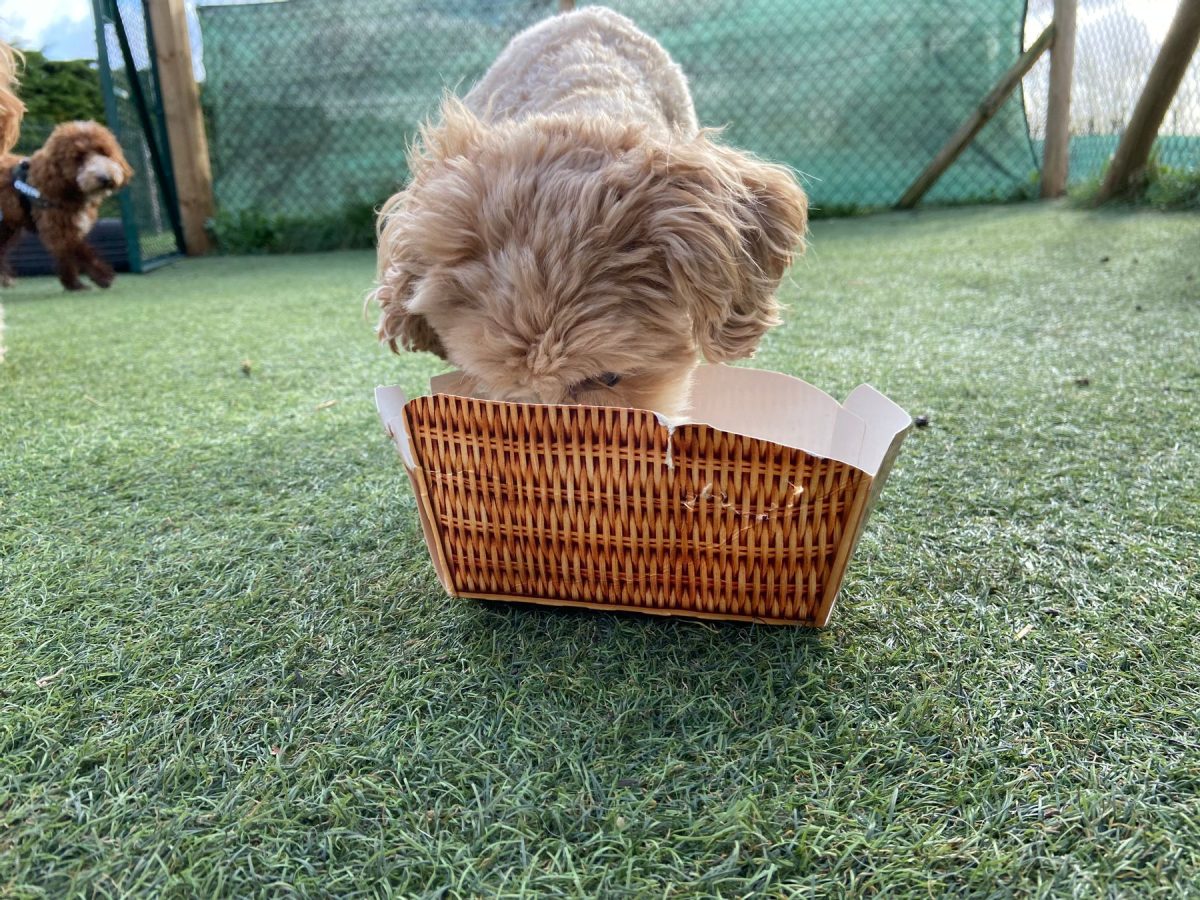 Dog Enrichment Game Destruction Box
