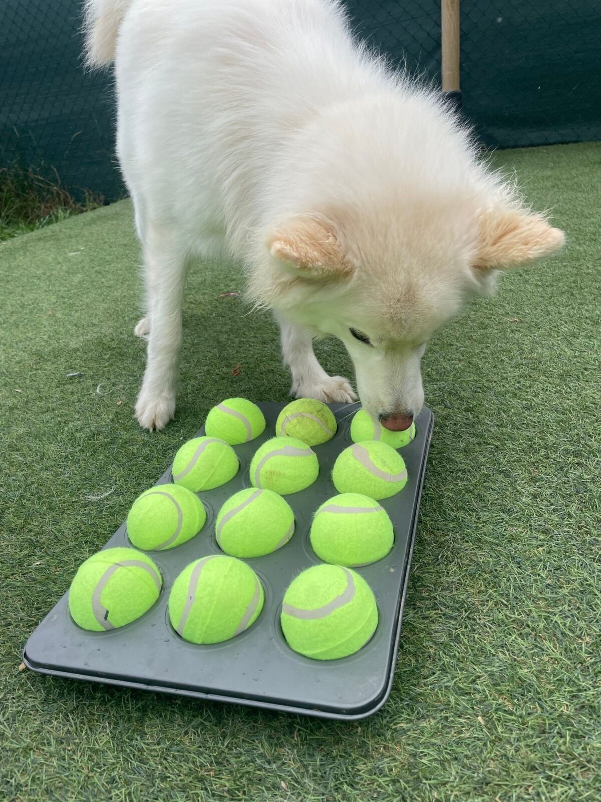 Dog Enrichment Game Puzzle