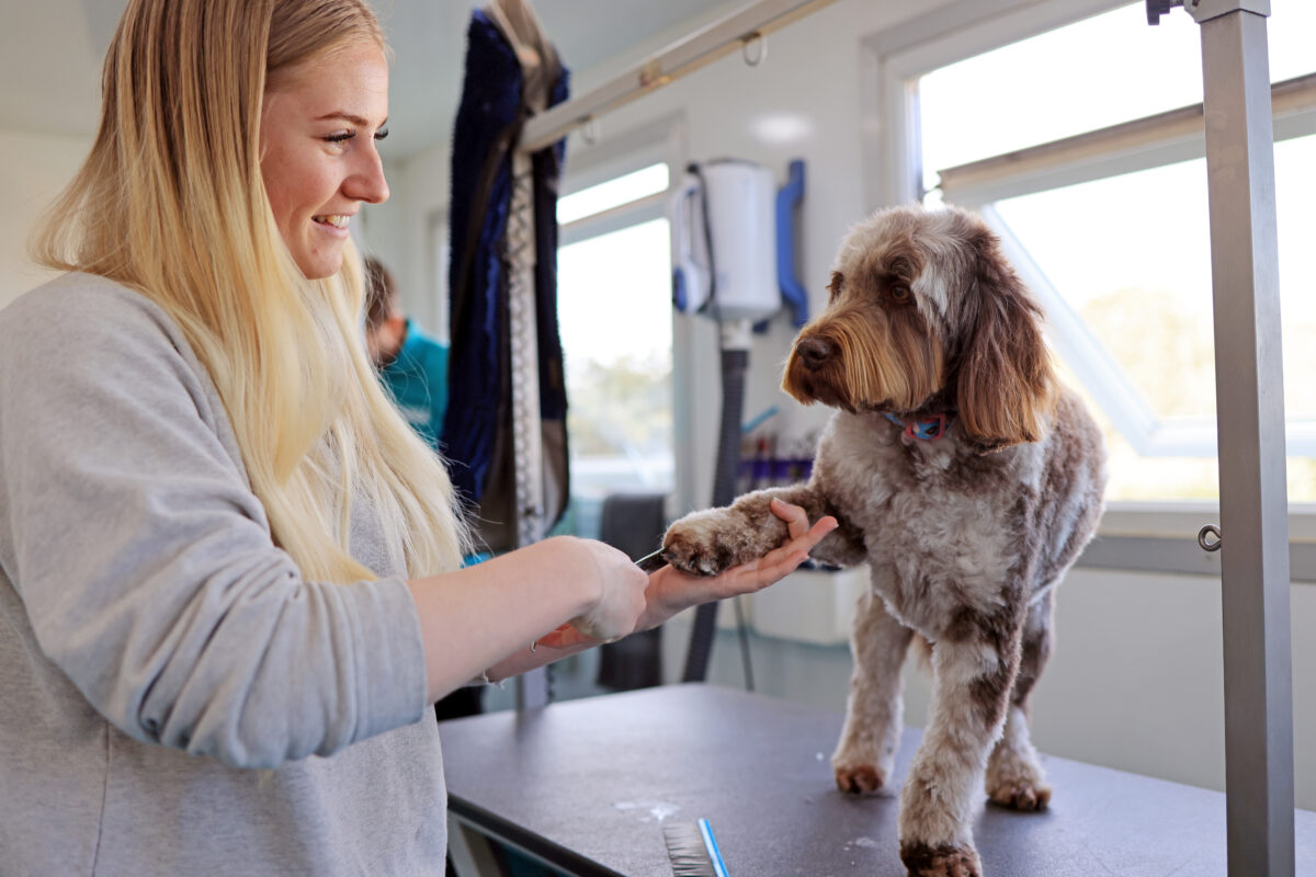 dog getting groomed in a salon