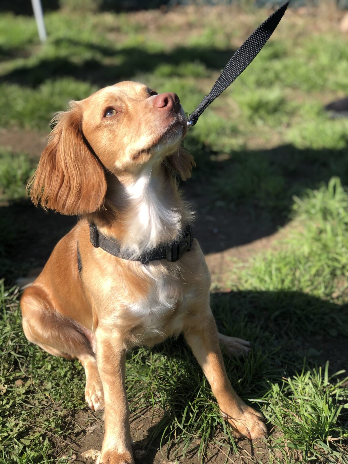 dog sitting on lead