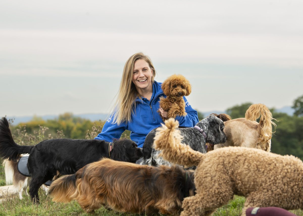 Doggy day care staff member with group of dogs