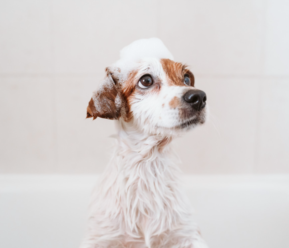 Grooming