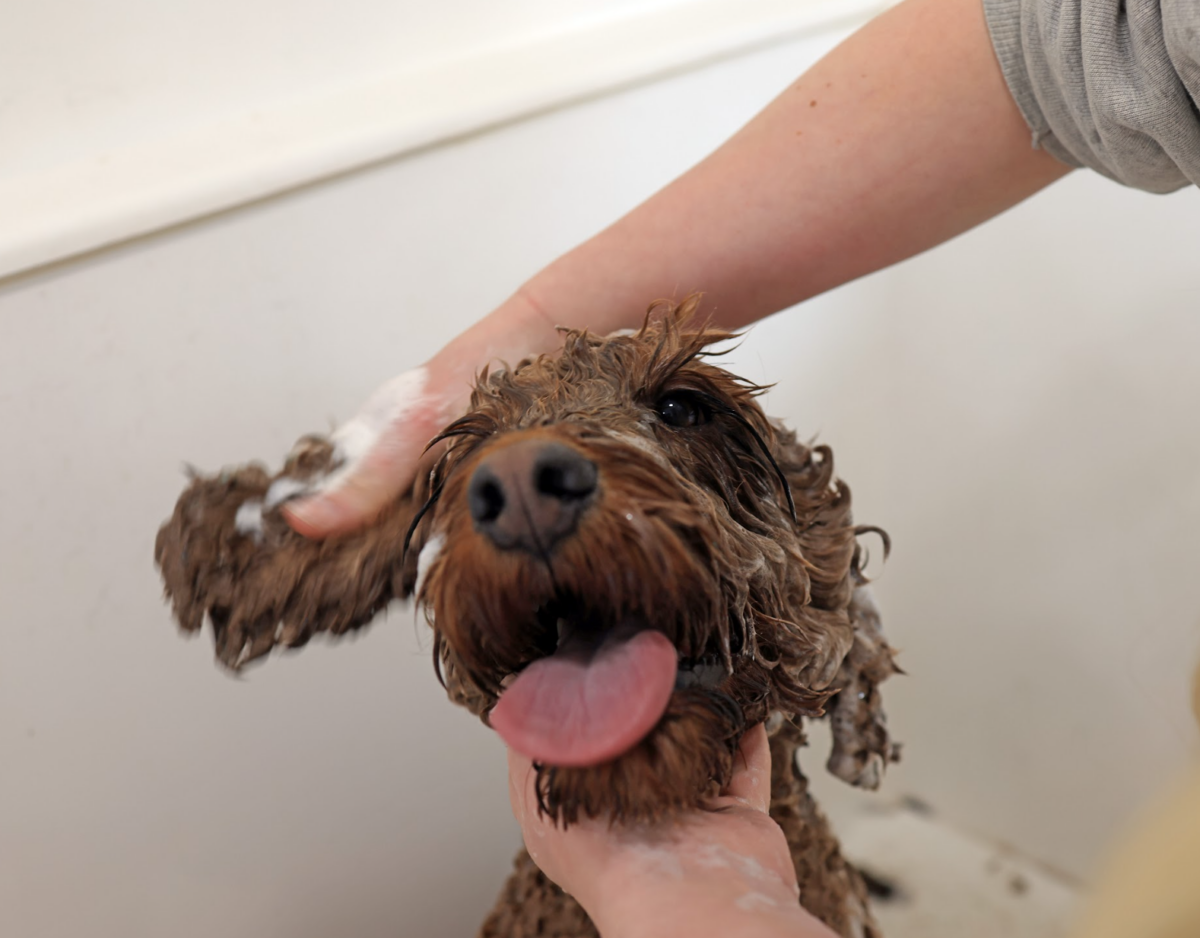 Grooming