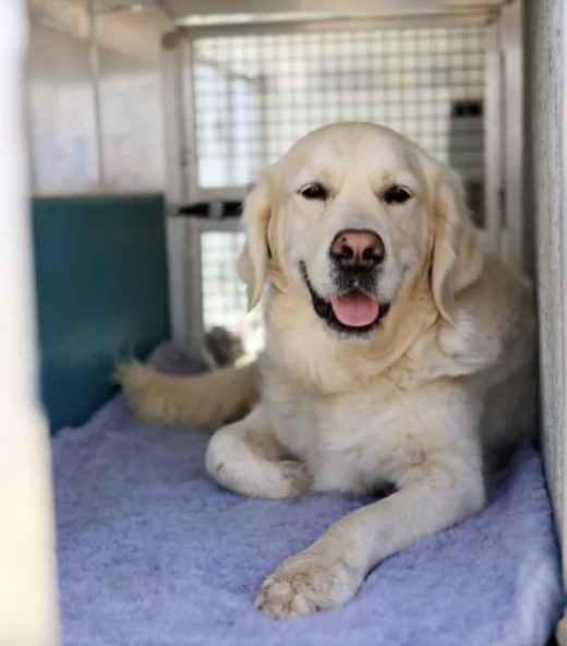 Dog sitting in the back of the doggy day care bus
