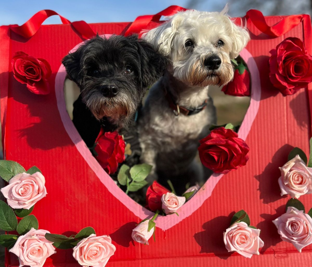 Two dogs in a heart surrounded by roses