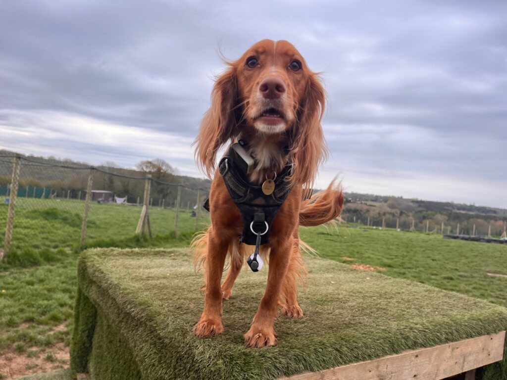 Spaniel standing in a field