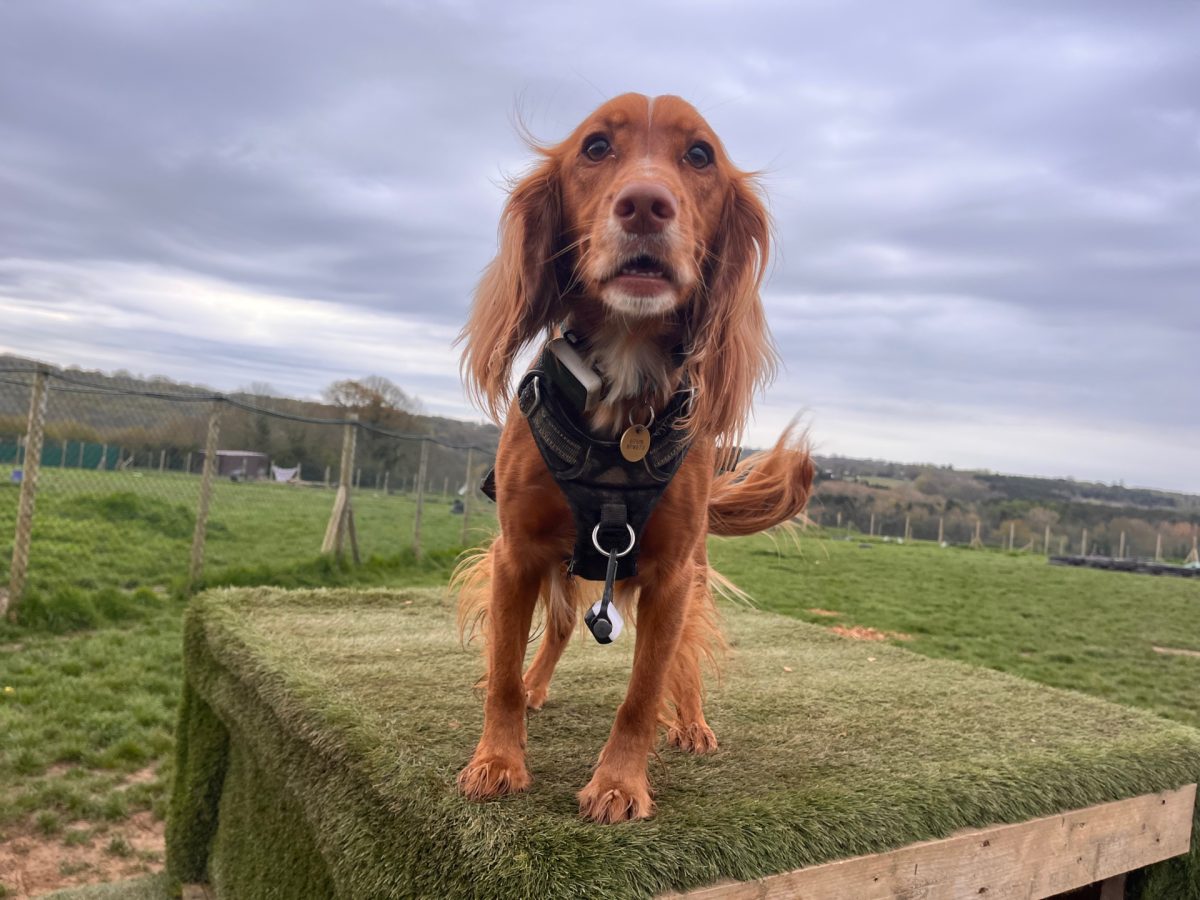 Spaniel standing in a field