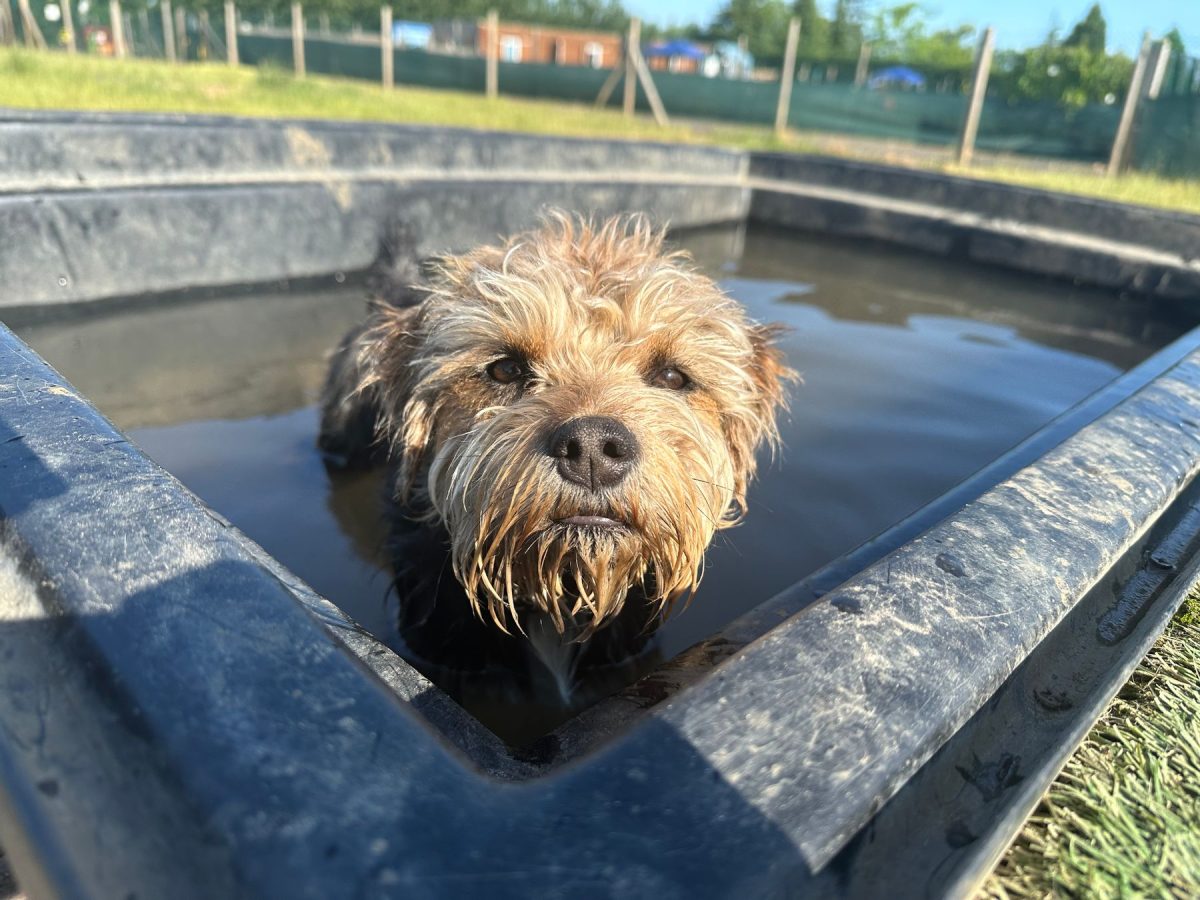 An older dog enjoying a swim