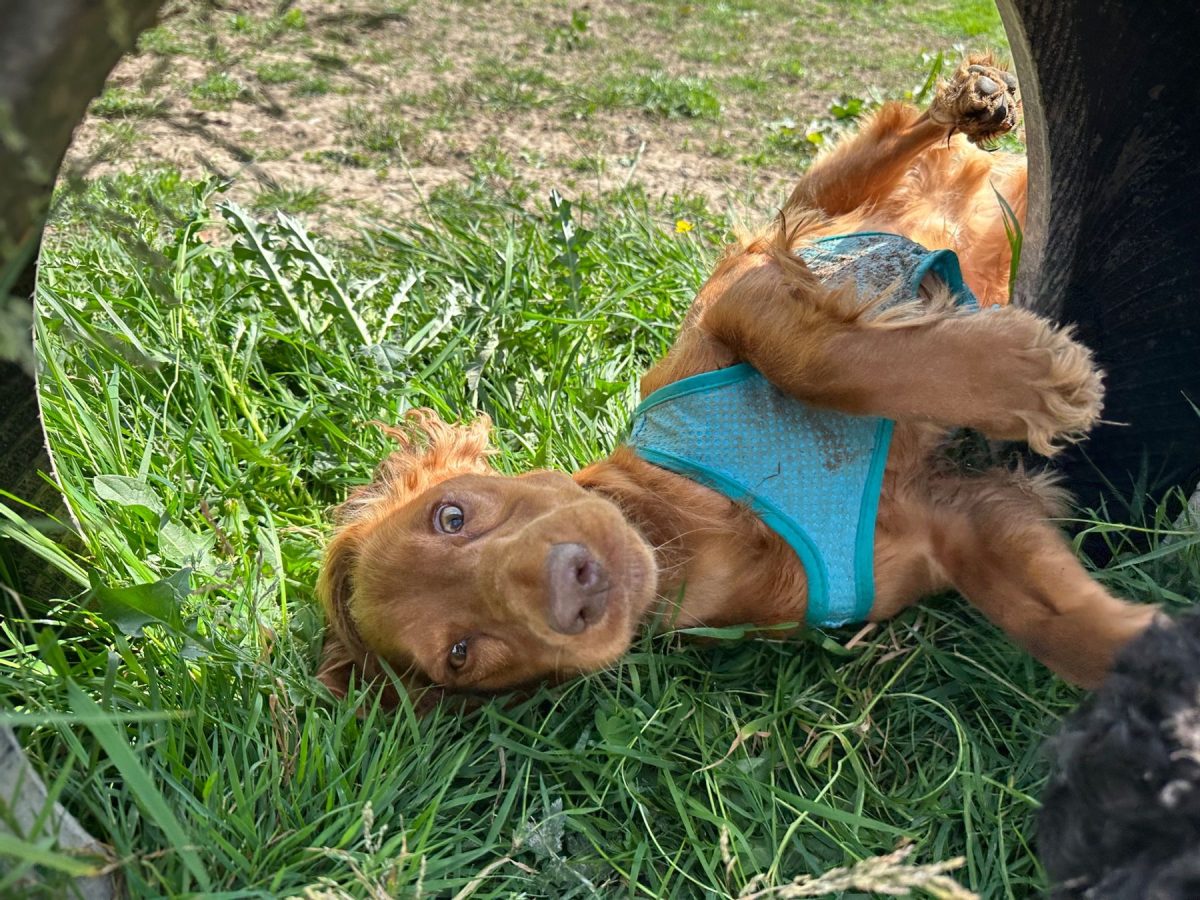 mango lying in a field