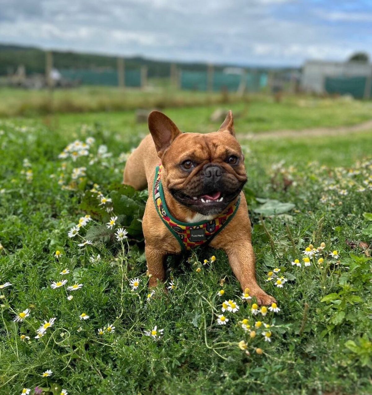 Frenchie lying in a field
