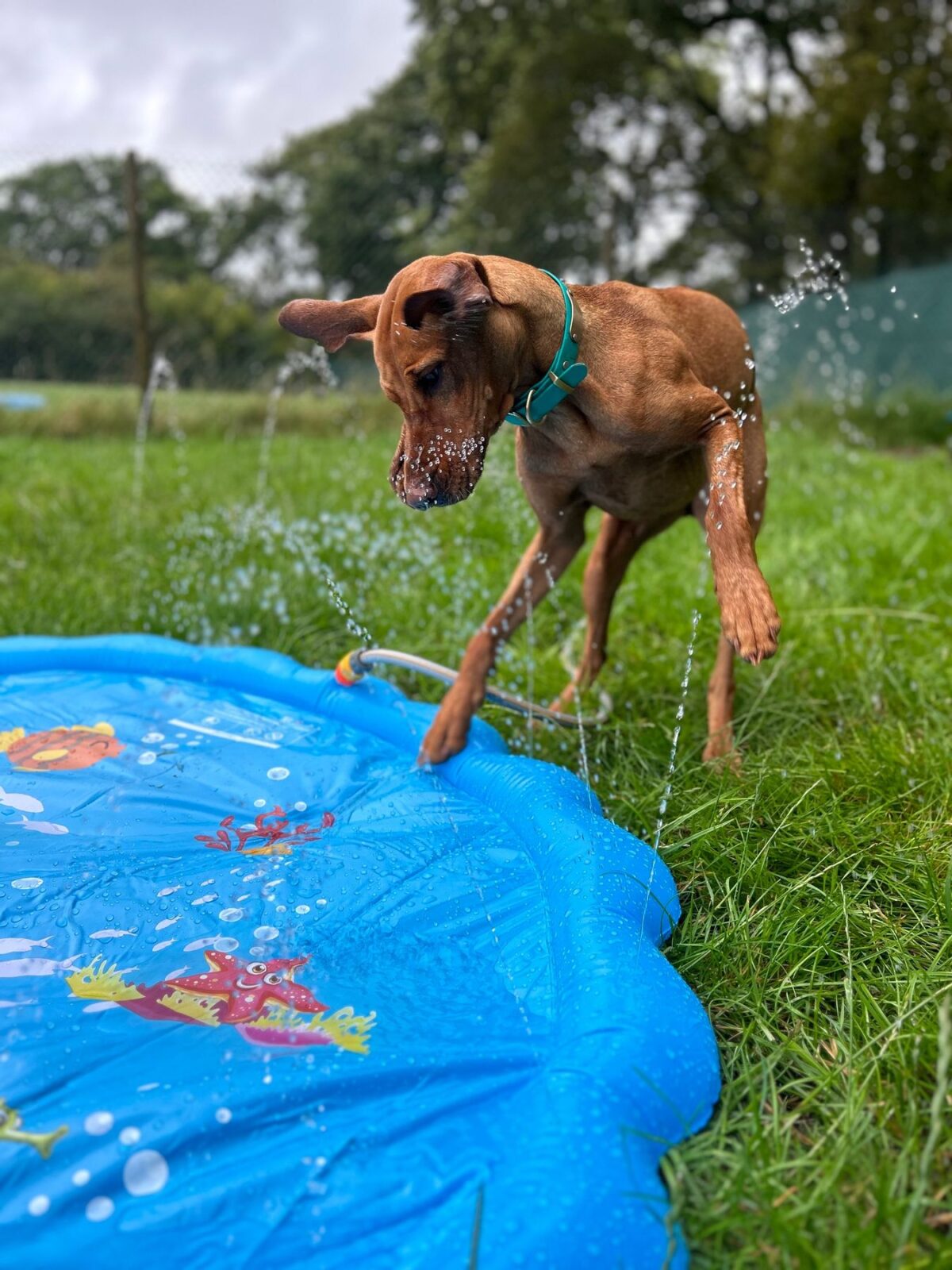 A young dog ready to dive in to the water fun