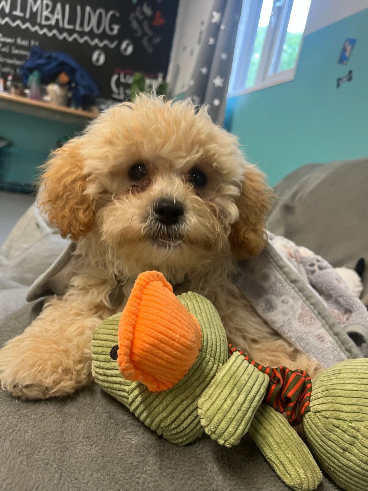 Cockapoo puppy with toys and blanket
