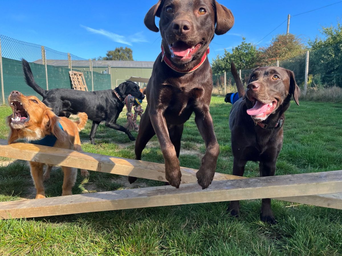 Four dogs playing in a field