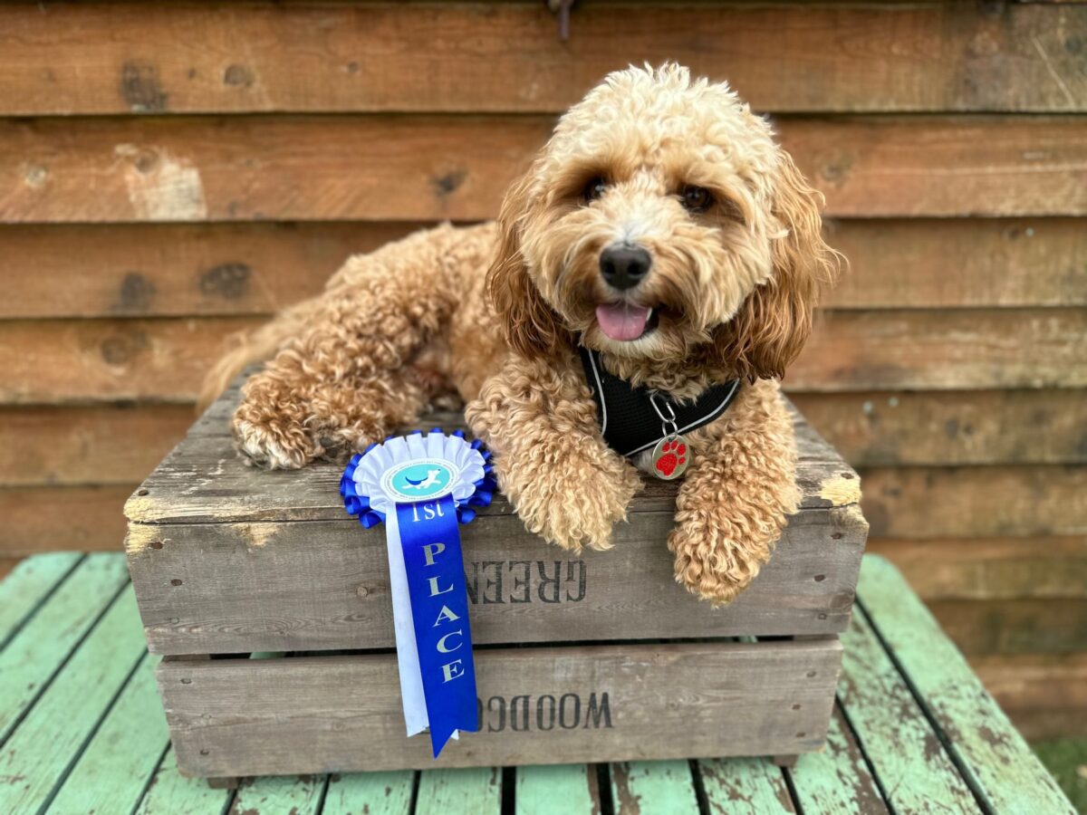 Happy cockapoo winning a prize