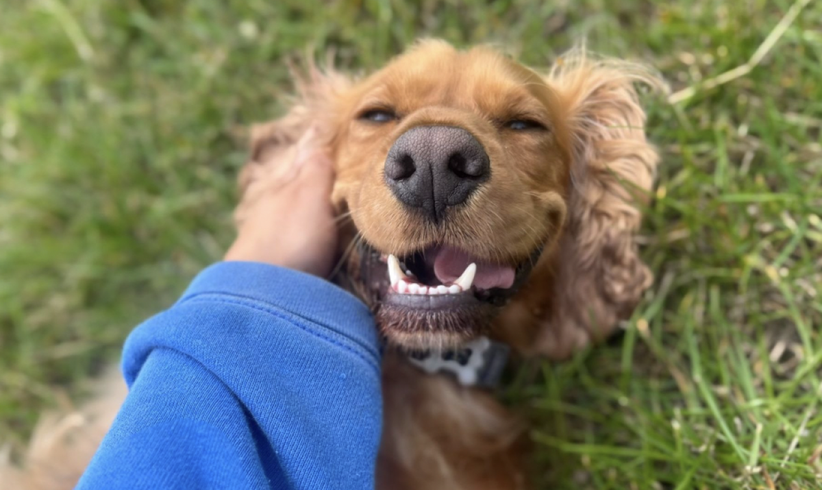 happy dog having fuss