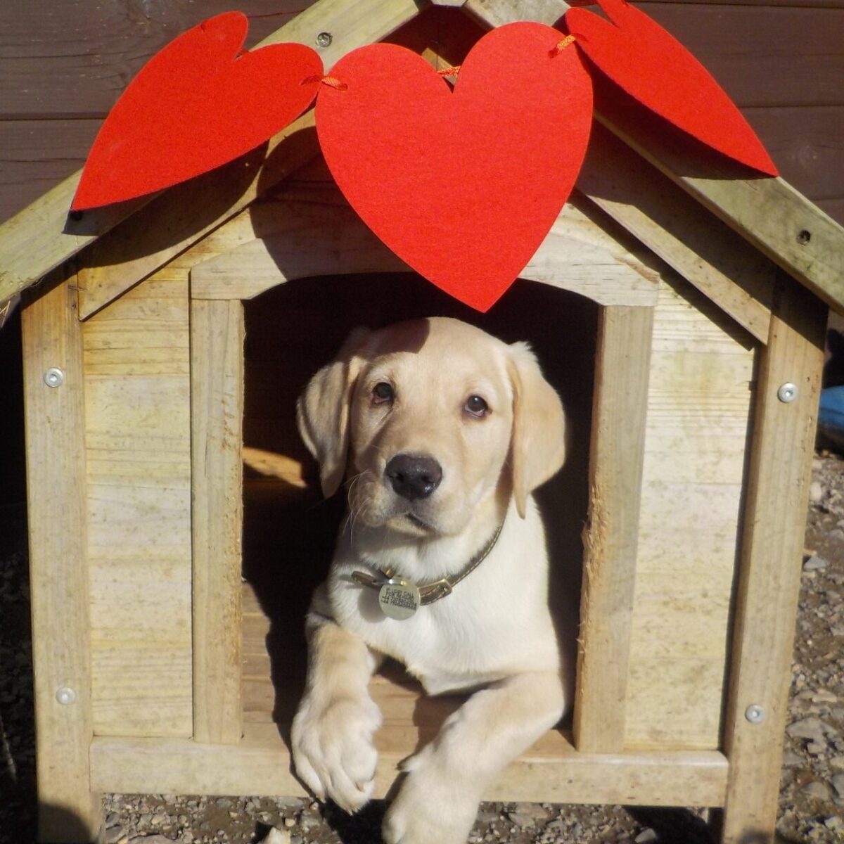 labrador puppy playing in the puppy preschool at doggy day care.
