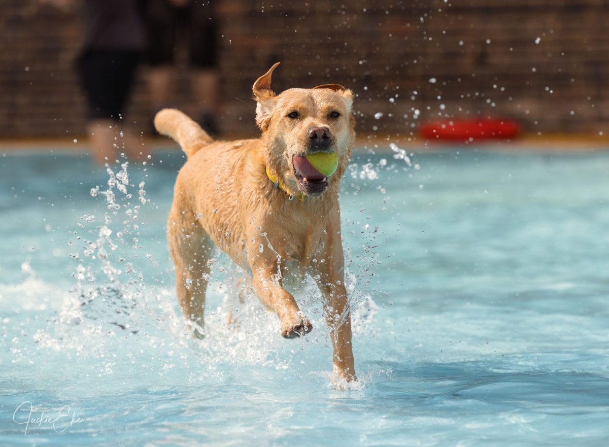 Lab running in the water