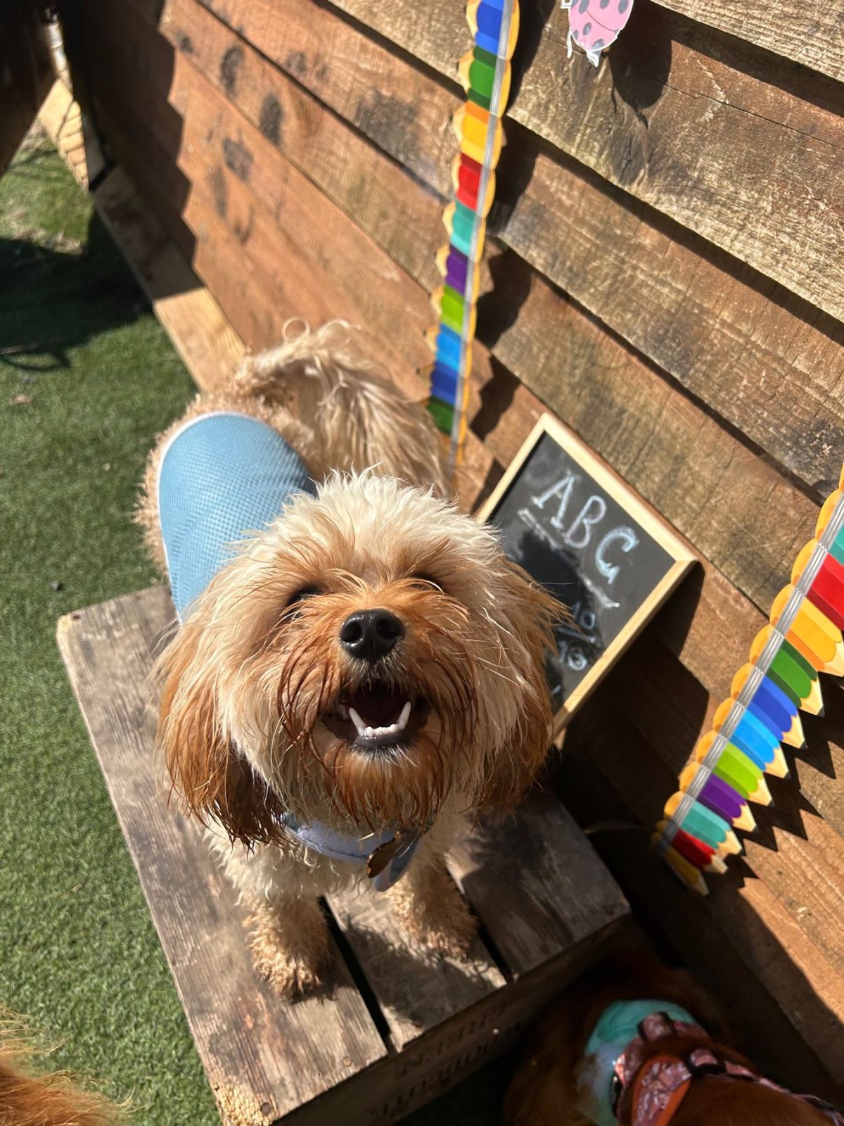 Dog learning courses at Bruce's doggy day care
