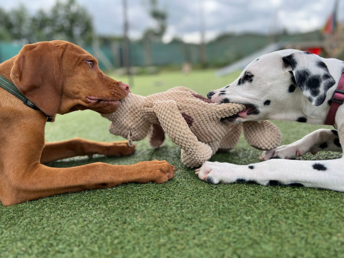 2 dogs playing with a toy