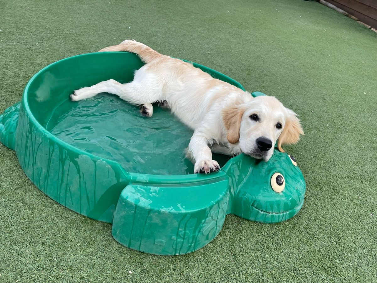 Golden Retriever lying in a water pool