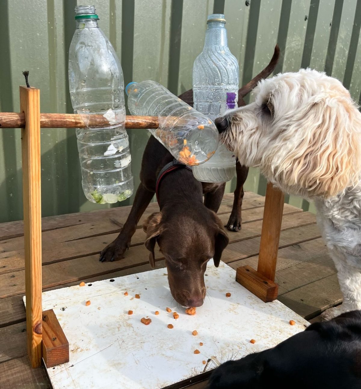 two dogs playing with a treat toy