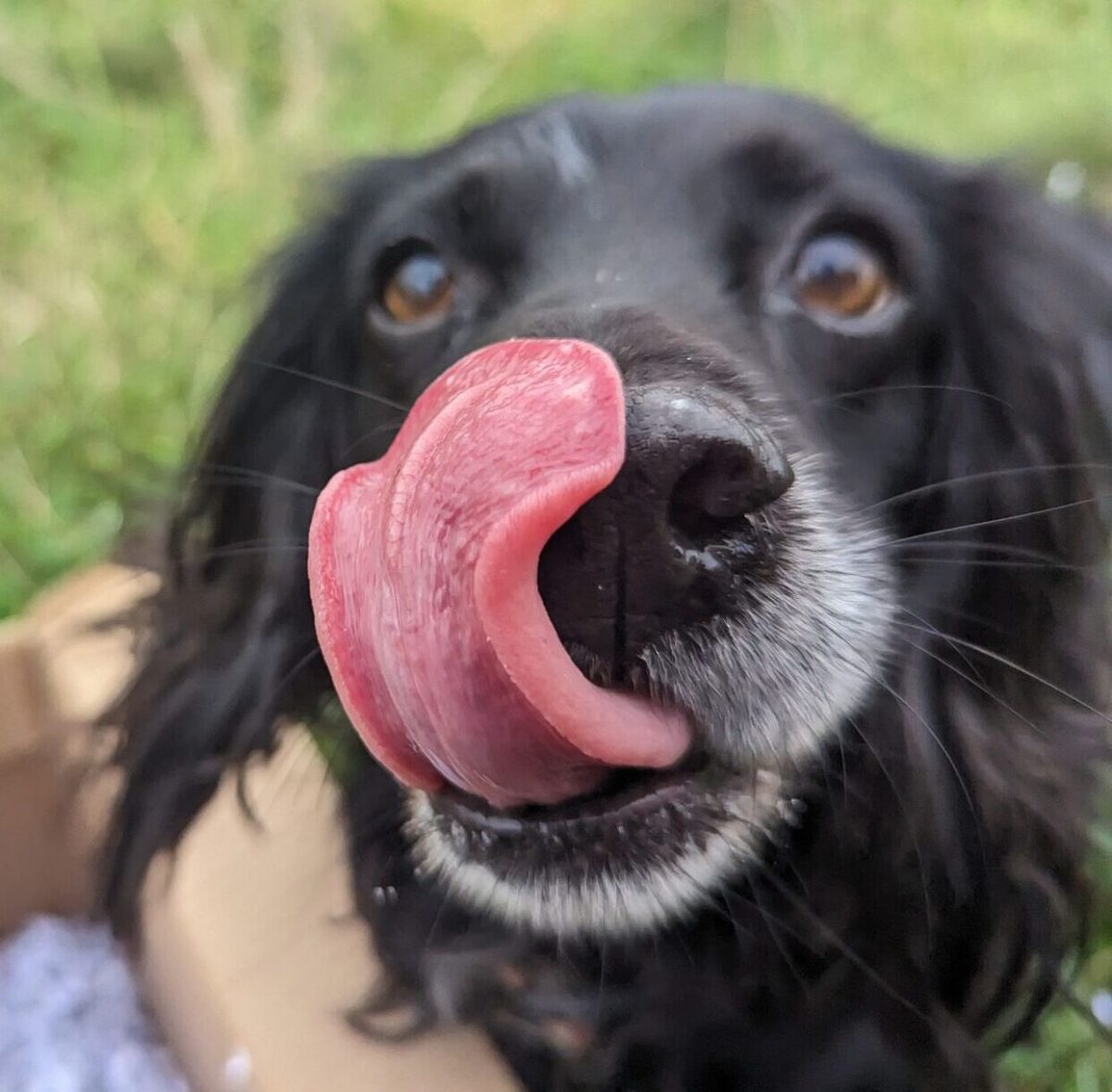 Dog licking its lips ready for a doggy advent calendar