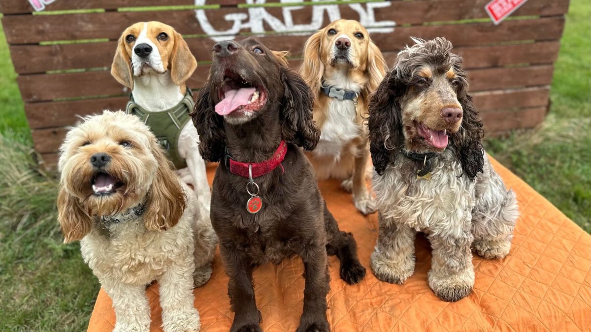 5 dogs sitting down