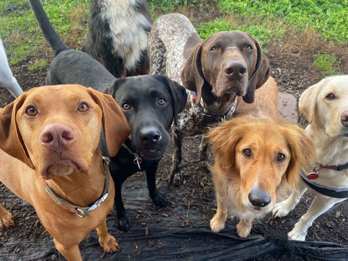 Group of dogs looking at the camera
