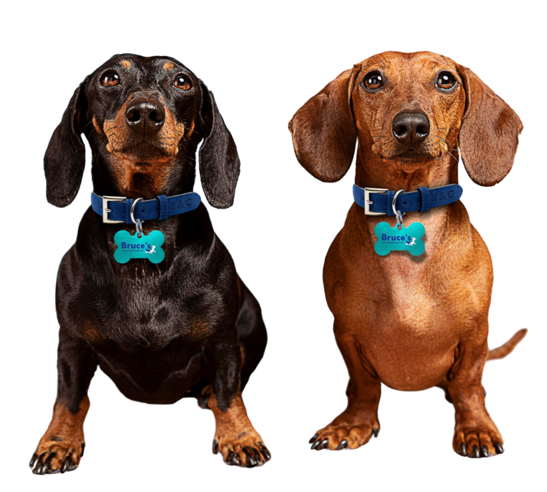 pair of sausage dogs with Bruce's tags