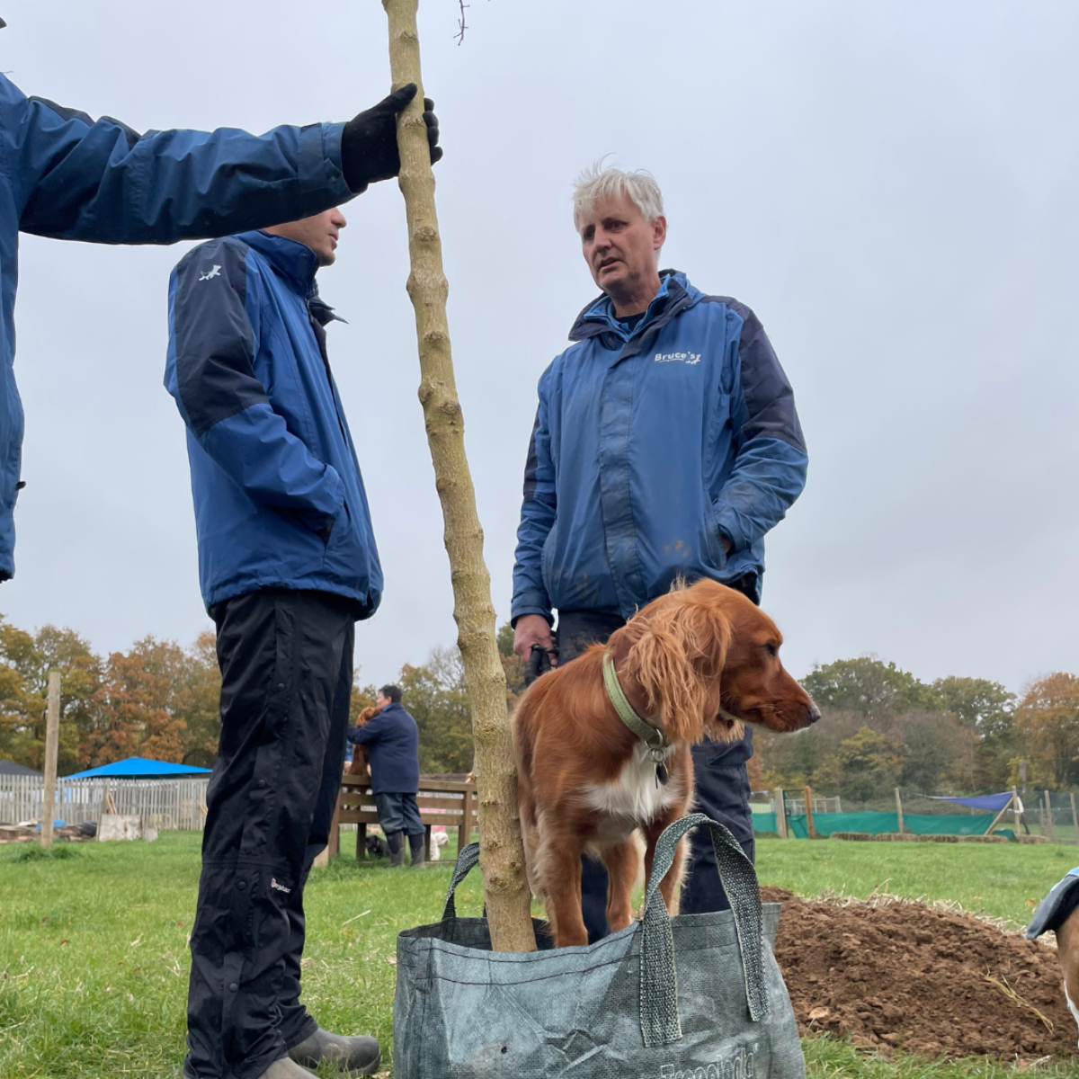 Spaniel Cara lends a helping hand with the planting
