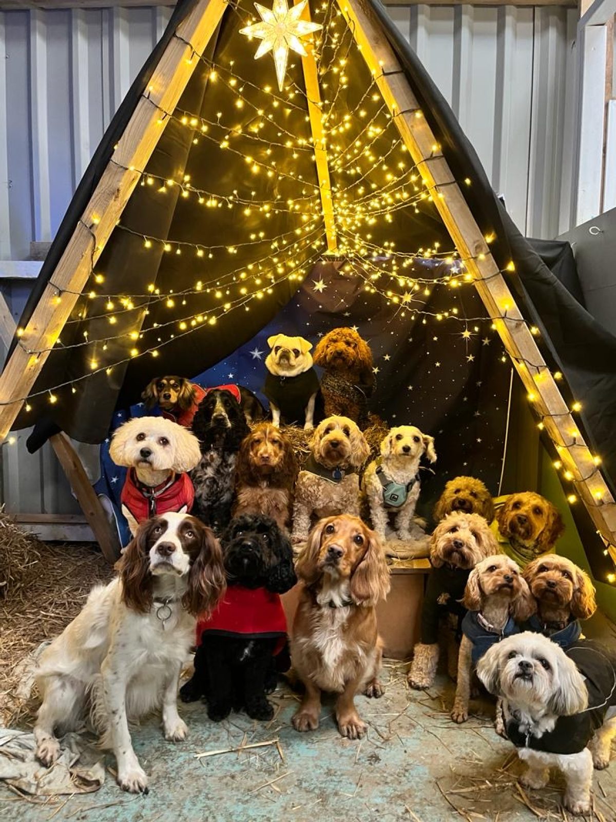 Group of dogs at christmas