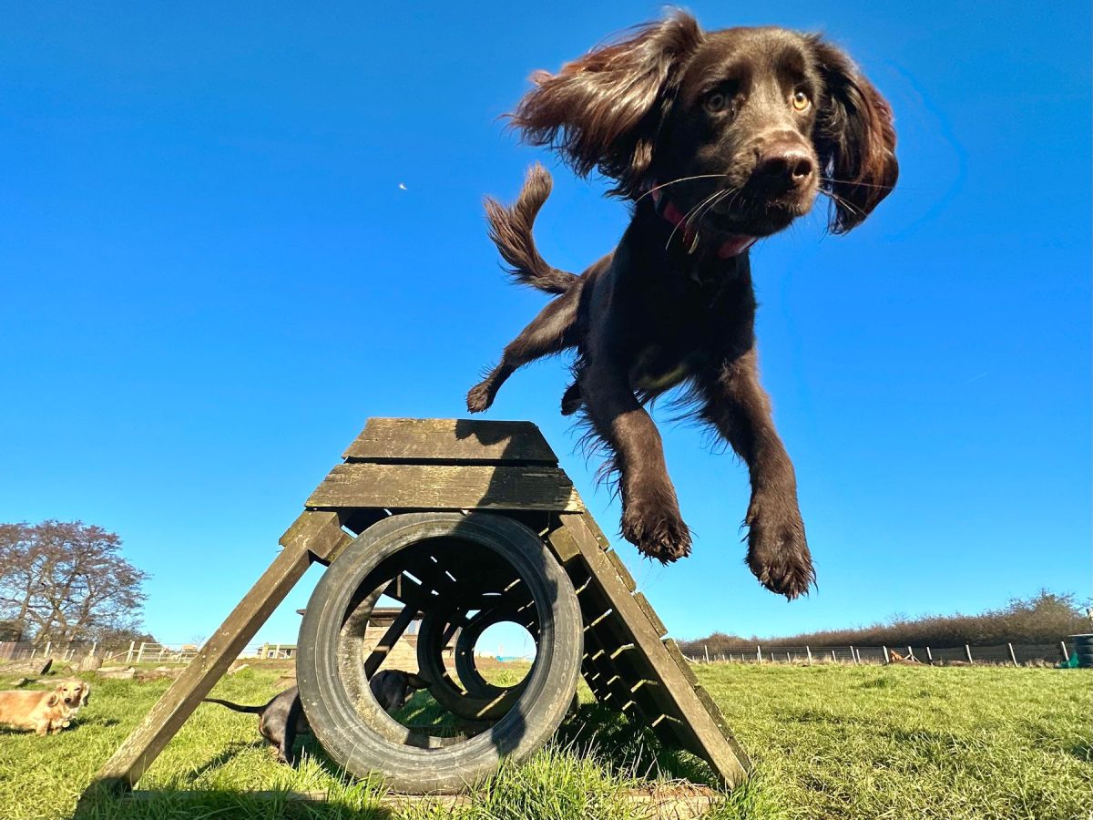 spaniel leaping off play equipment in field