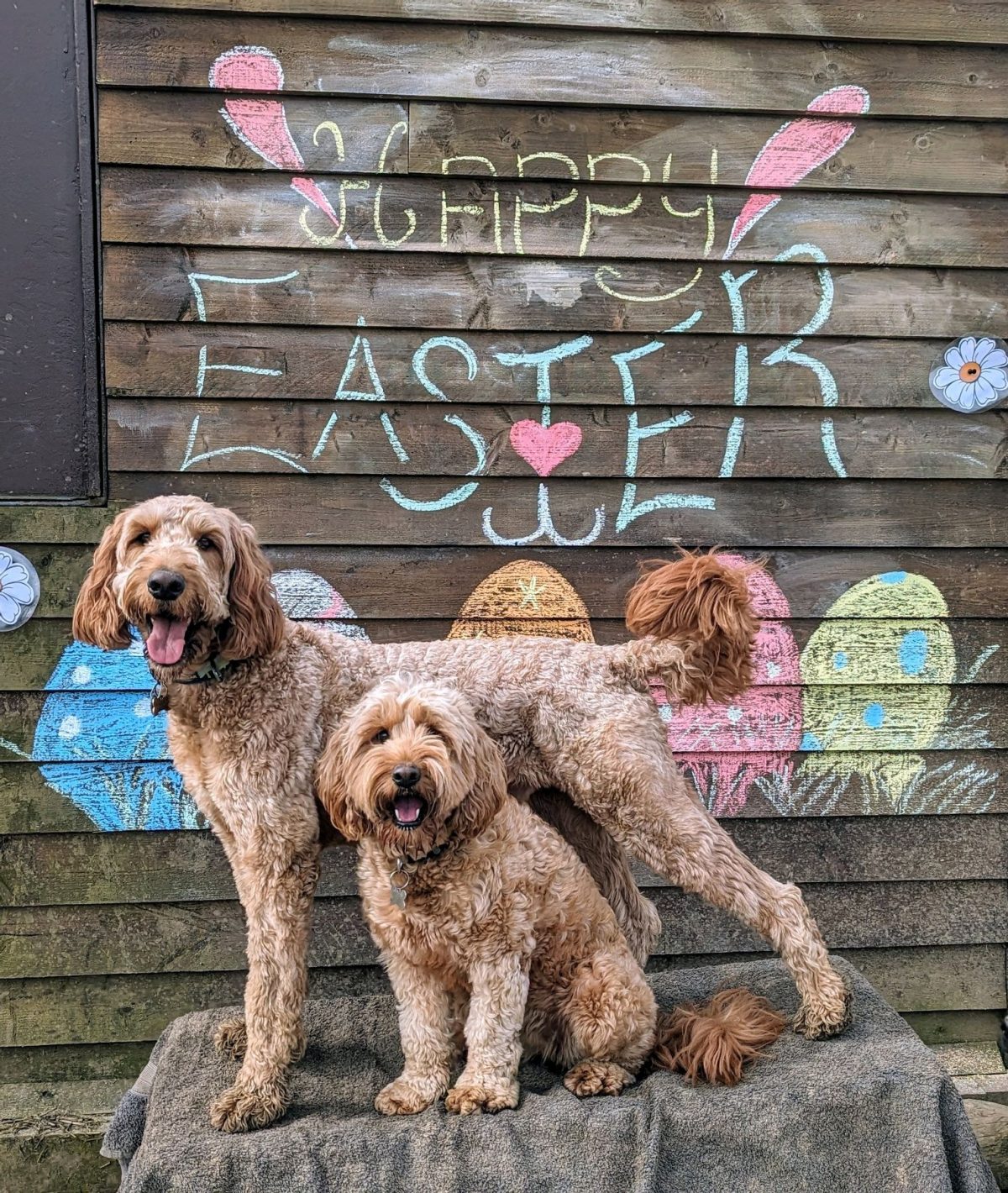 Cockapoo Easter fun!