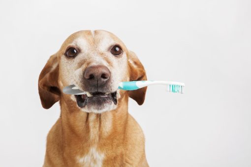 Dog with a dog toothbrush in their mouth
