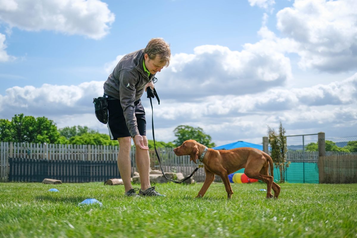 dog trainer with vizla puppy