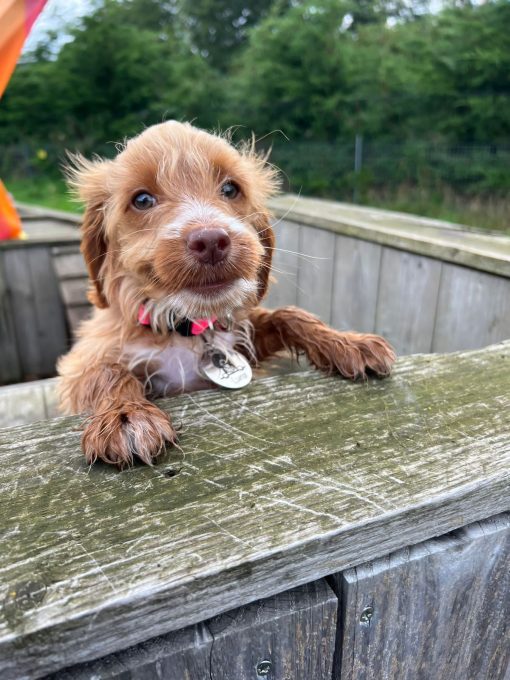 Puppy looking over a fence