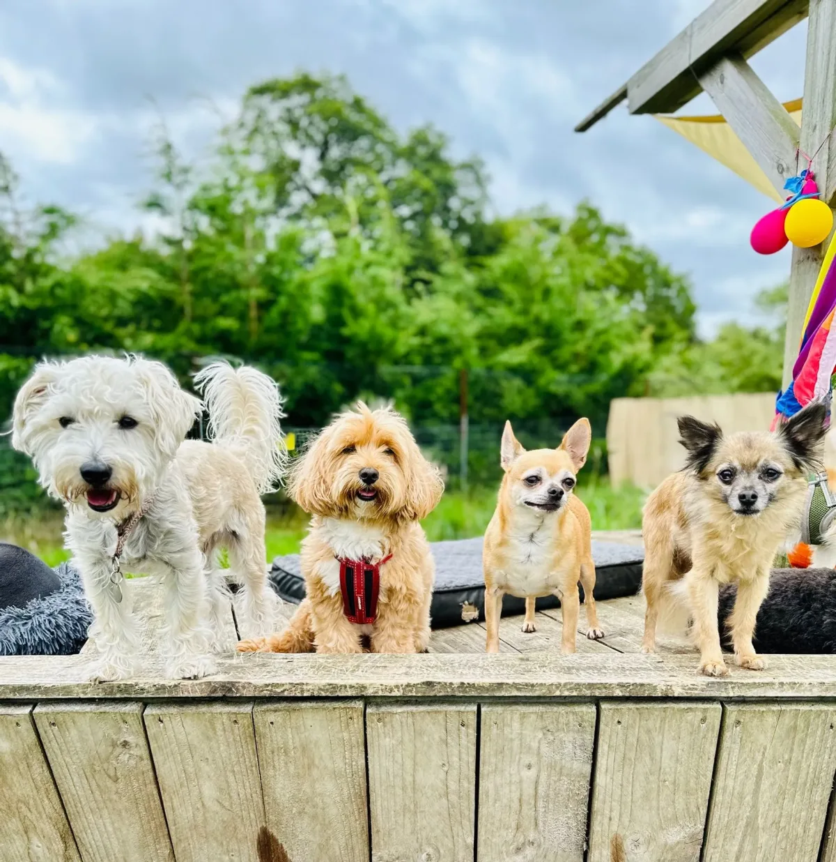 Happy dogs at day care