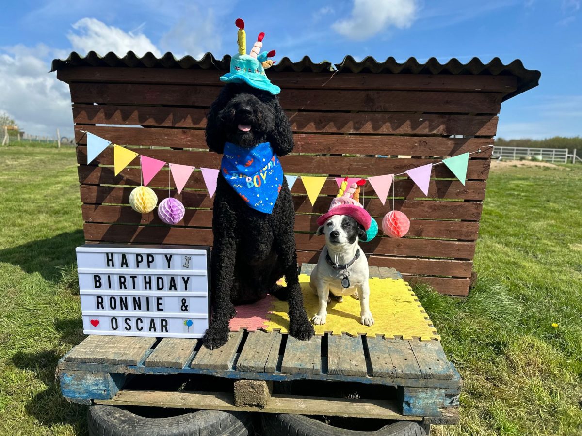 2 dogs celebrating their birthday