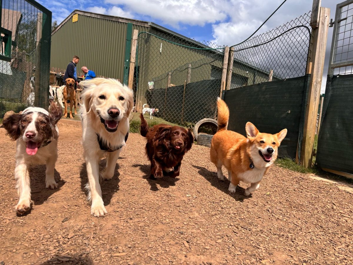 4 happy dogs in doggy day care