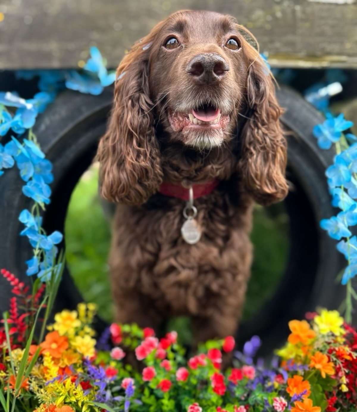 Brown spaniel in flowers