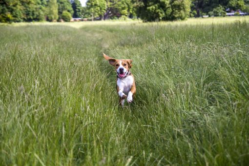 Beagle dog running through the fields