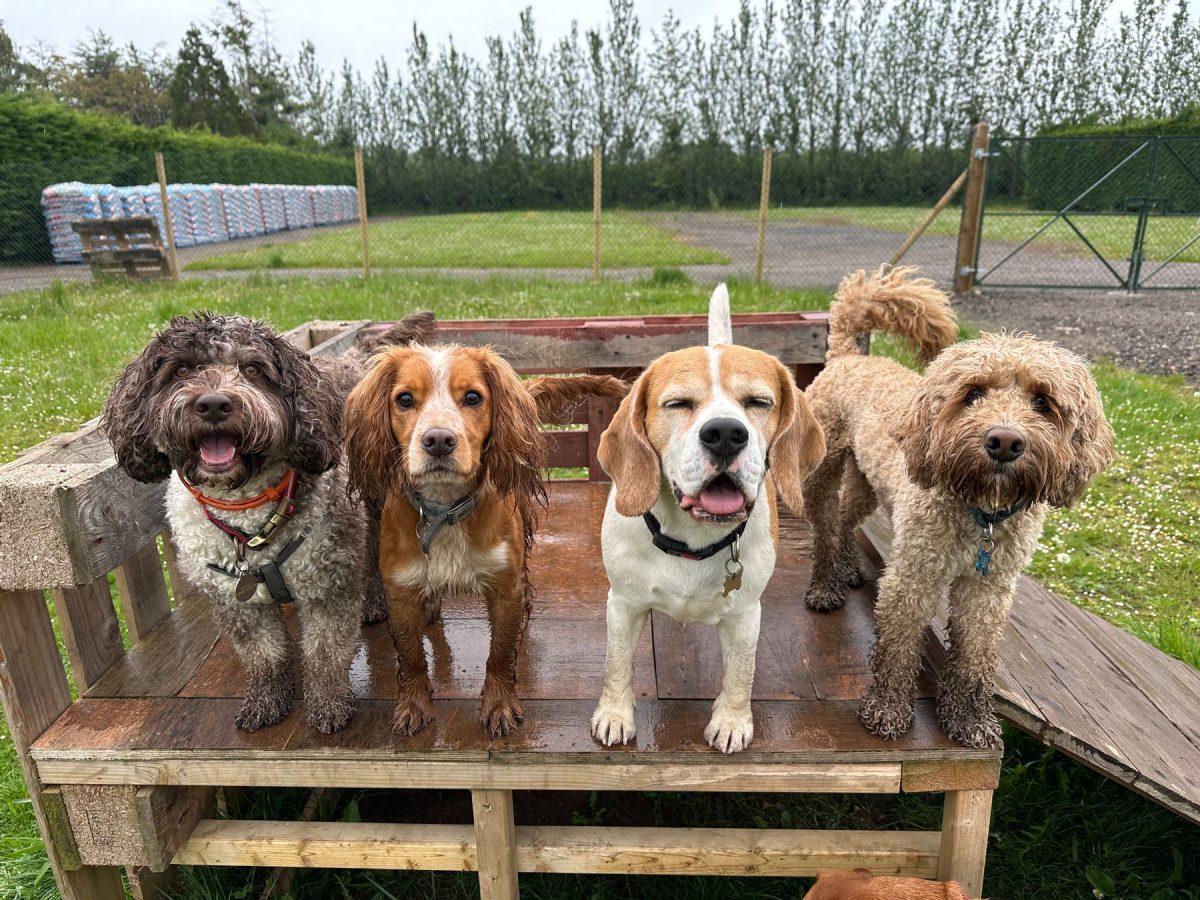 four happy dogs in a filed