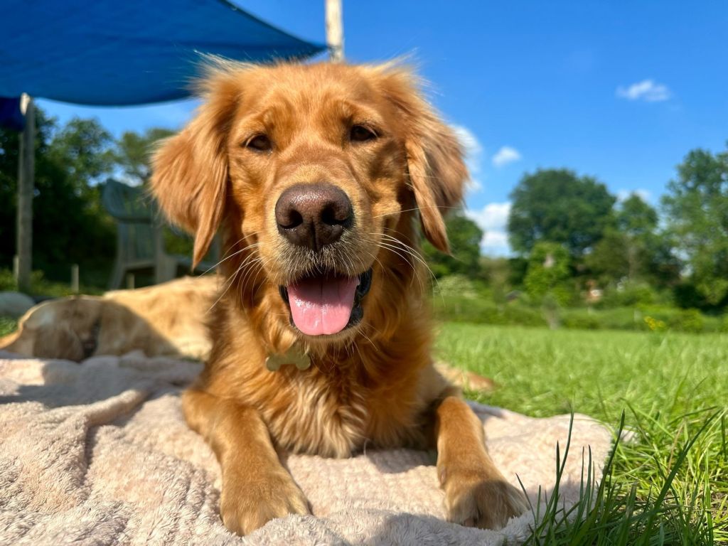 Golden dog in sunshine